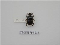 藏品(金龜子科)的圖片